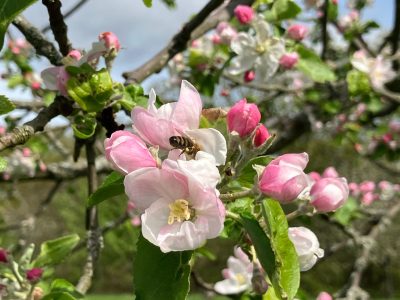 Mammolshainer Apfelblüte - Eingereicht von Silvia Gutbier
