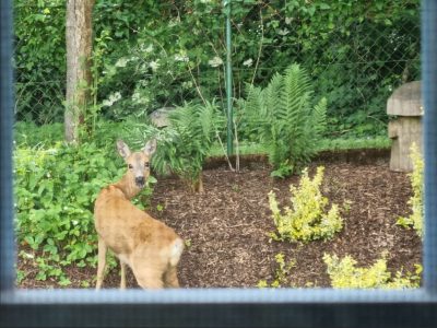 … den Moment, in dem man aus dem Fenster schaut und plötzlich ein Reh im Garten steht, das einen mit großen Augen anschaut - Eingereicht von Petra Lezius Fotowettbewerb Mammolshain - 10