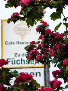 Das Bild habe ich vor dem Restaurant zu den Füchsen aufgenommen. Wobei der Bildfokus auf dem roten Blumenstrauch liegt und das Schild durch das leichte Verschwimmen im Hintergrund eine harmonische Gesamtstimmung im Foto erschafft. - Eingereicht von Michelle Bunte Fotowettbewerb Mammolshain - 14
