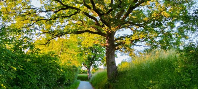 Goldenes Abendlicht durchflutet die Baumkronen am Weg Grummbachshohl Richtung
Schwalbacher Straße und verwandelt den stillen Pfad in eine leuchtende Naturkulisse. - Eingereicht von Bernhard Bunte Fotowettbewerb Mammolshain - 19