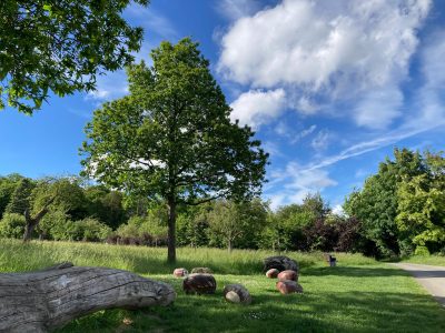 Edelkastanien gehören zu Mammolshain wie die Streuobstwiesen.
Ganz besonders sind die Sitzkastanien; auf denen man sich am Cityblick niederlassen und die
herrliche Aussicht genießen kann.
Wo sonst kann man schon unter Kastanien auf Kastanien sitzen?
In unserem schönen Edelkastaniendorf Mammolshain! - Eingereicht von Kerstin Bremm Hero-Bild Heimatverein Mammolshain