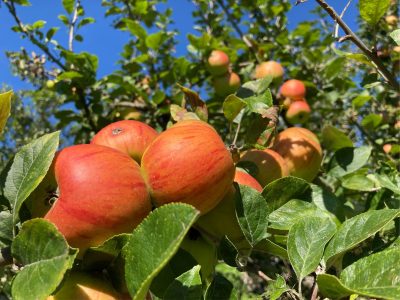 In Mammolshain gibt es u.a. das beliebte Apfelblütenfest, die Wahl des Apfelweinkönigs und den Apfelweinanstich.
Dazu ist natürlich eine reiche Ernte der leckeren Früchte nötig, über die wir uns im Herbst sehr freuen.
Mein Schwiegervater hat früher noch eigenen Apfelwein gekeltert. - Eingereicht von Lothar Bremm Fotowettbewerb Mammolshain - 28