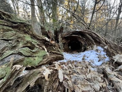 Mein liebster Ort ist ein Baumstamm mit dem Gesicht eines Drachens, der auf dem Badbachtal-Waldweg zu finden ist. Es ist der Weg, der vom Bolzer runter zum Ortsausgang führt. - Eingereicht von Ulrike Stevens Fotowettbewerb Mammolshain - 29