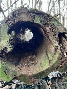 Mein liebster Ort ist ein Baumstamm mit dem Gesicht eines Drachens, der auf dem Badbachtal-Waldweg zu finden ist. Es ist der Weg, der vom Bolzer runter zum Ortsausgang führt. - Eingereicht von Ulrike Stevens Fotowettbewerb Mammolshain - 30
