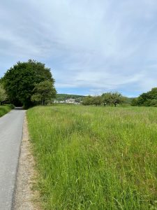Impressionen beim Walken in unserem Feld - Eingereicht von Andrea Reul Fotowettbewerb Mammolshain - 4